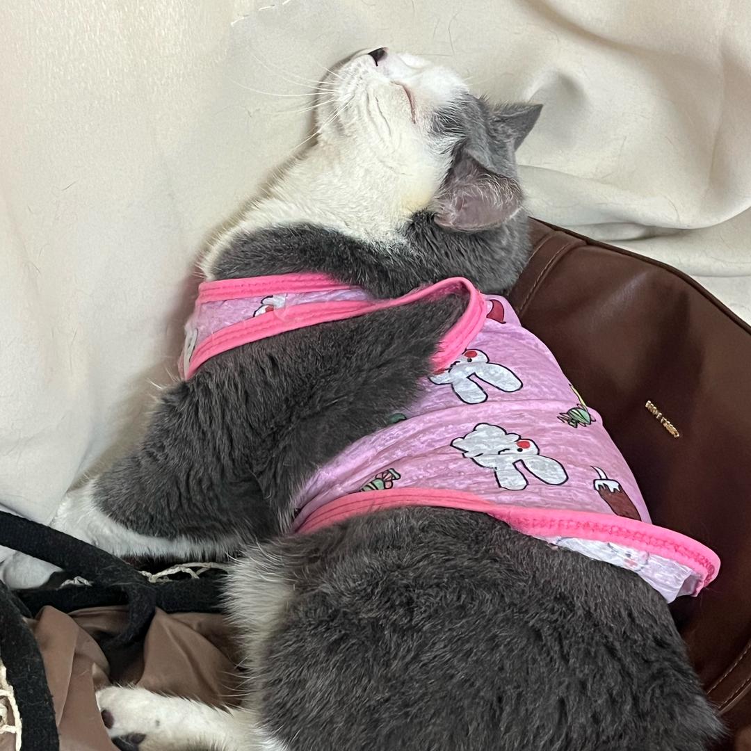 周好甜🉐猫猫