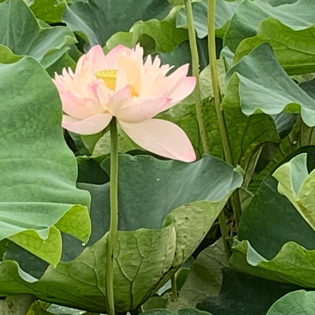 子小