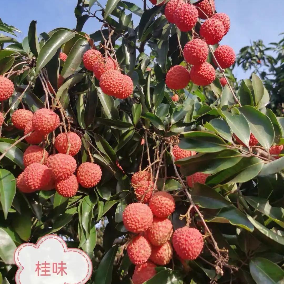 广州从化荔枝(桂味、糯米糍)