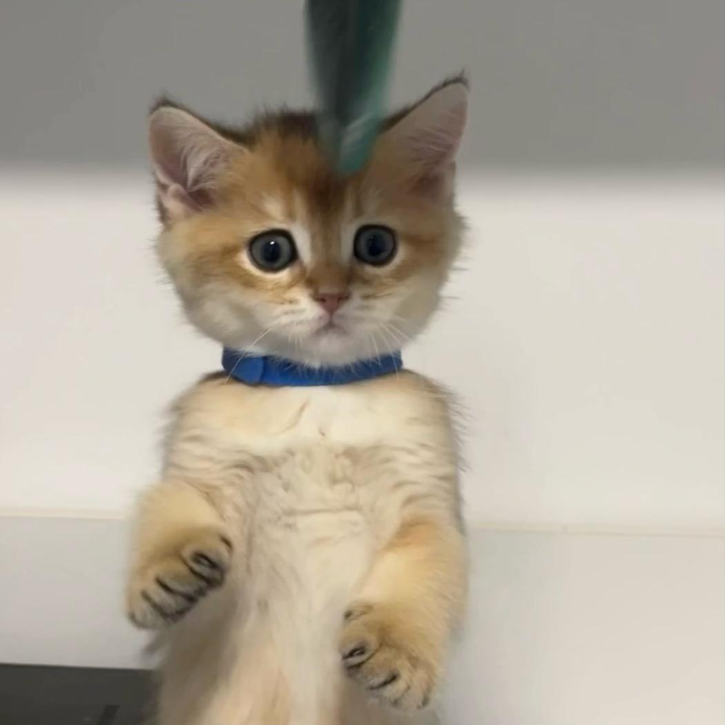 狗子