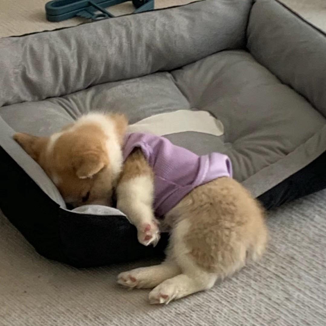 苑🐾