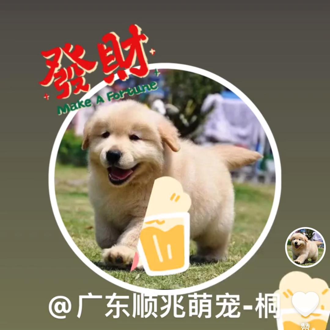 佛山顺兆萌宠