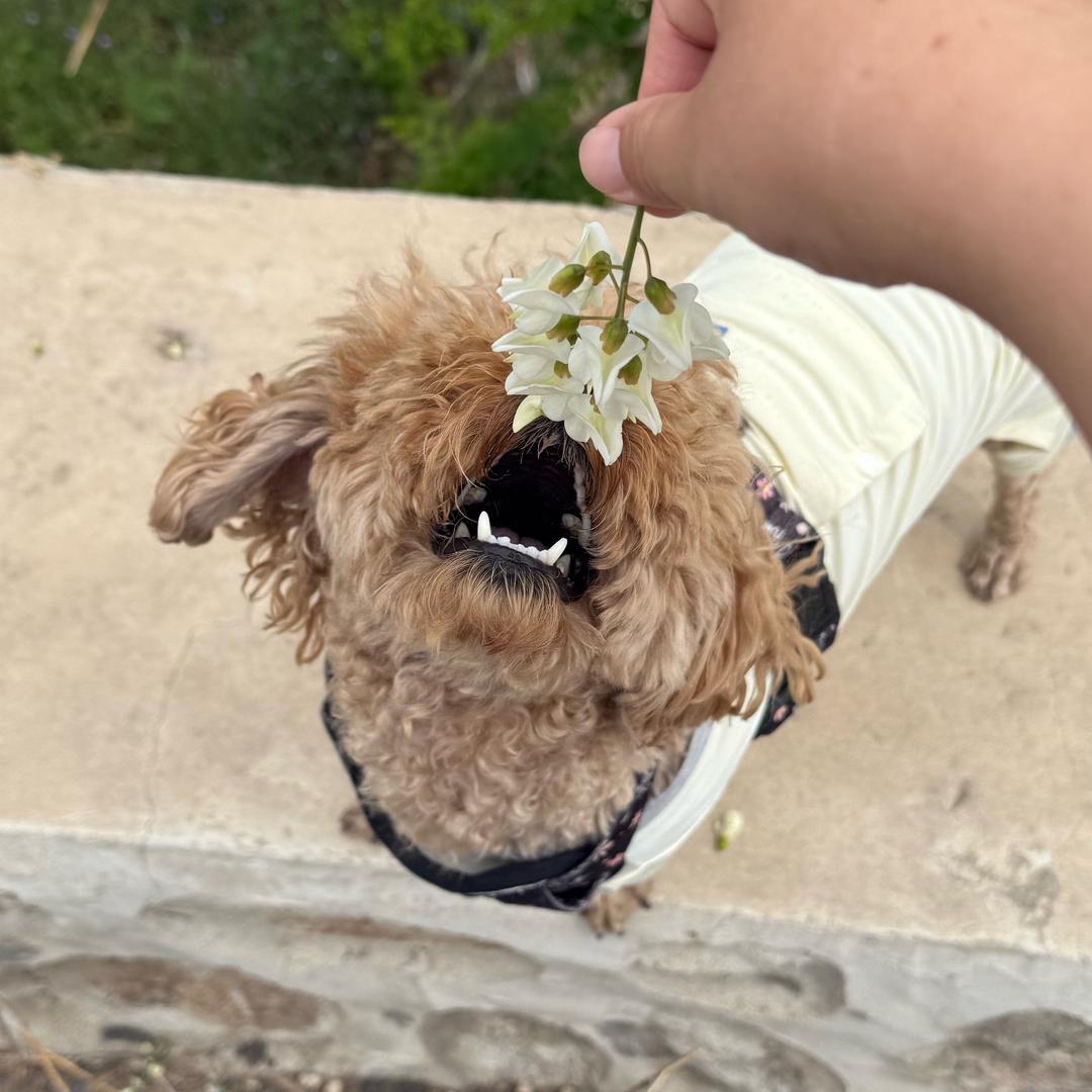 带着小狗儿🐶去流浪