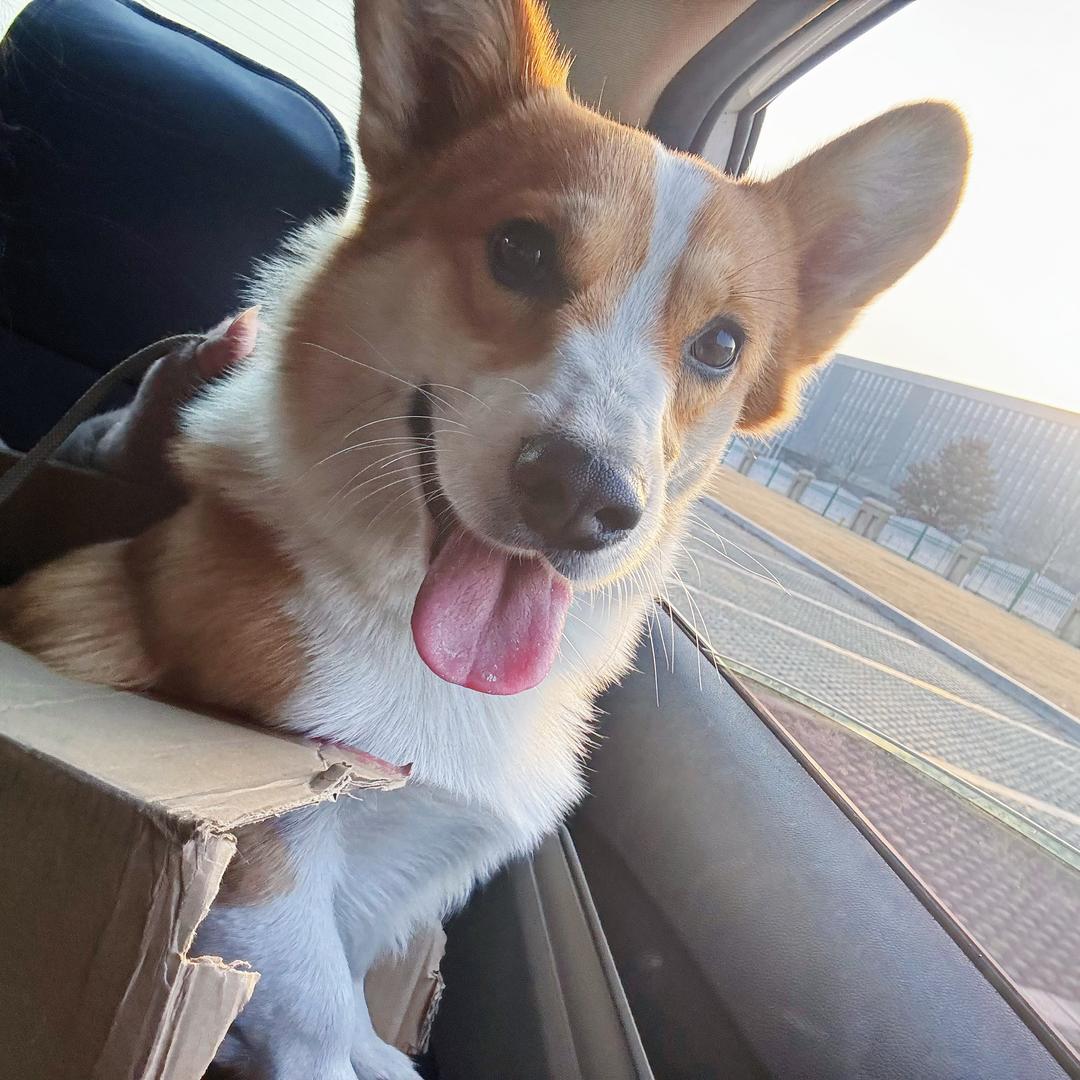 呀！土豆🐶