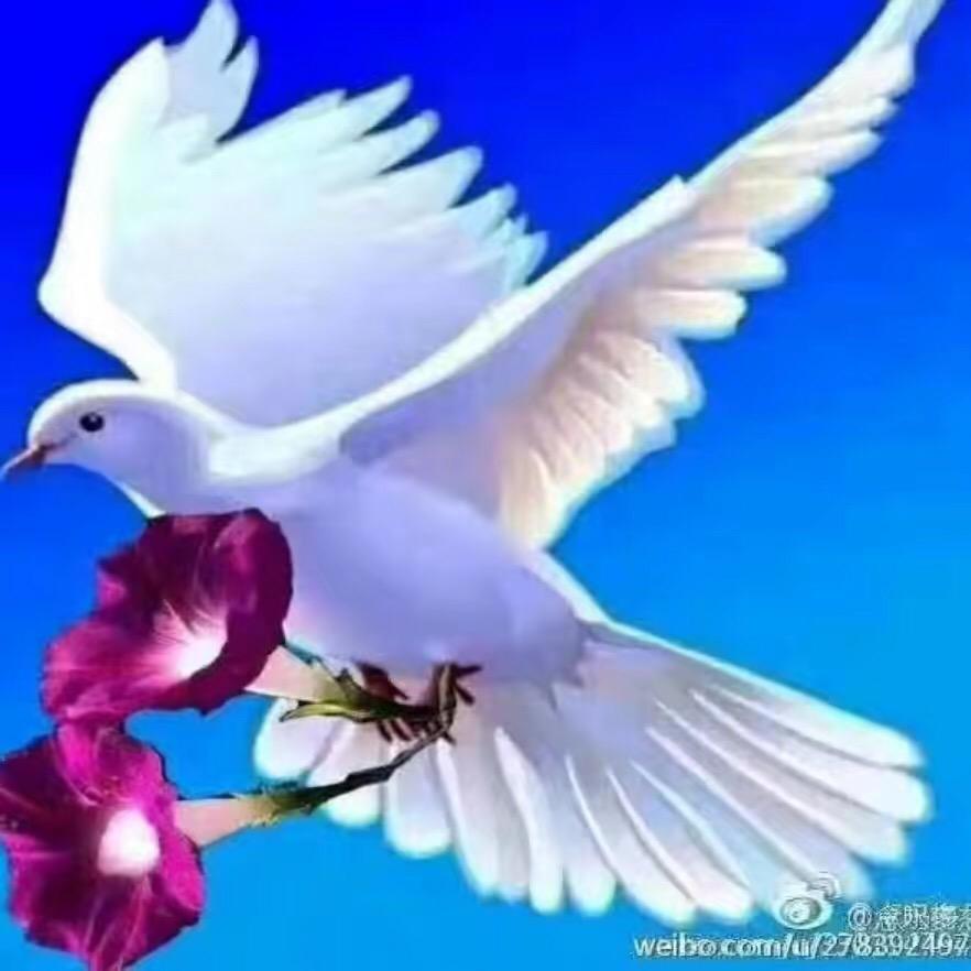 བོད—康巴汉子