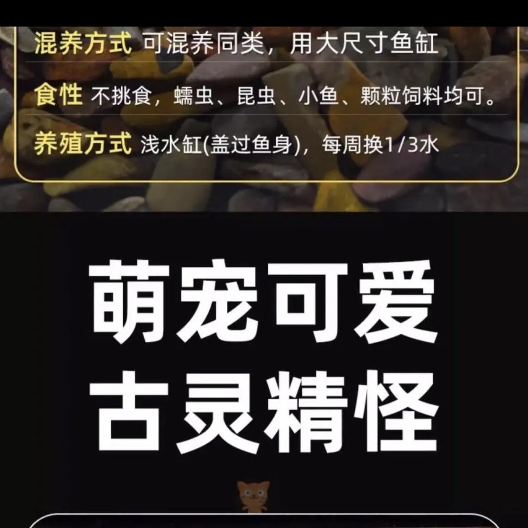 六六恐龙宠物优品店