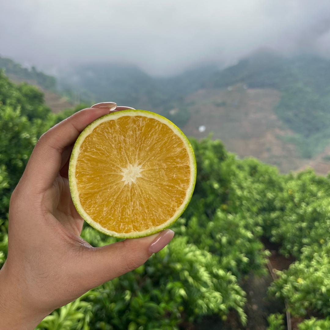 果滋鲜果【冰糖橙】