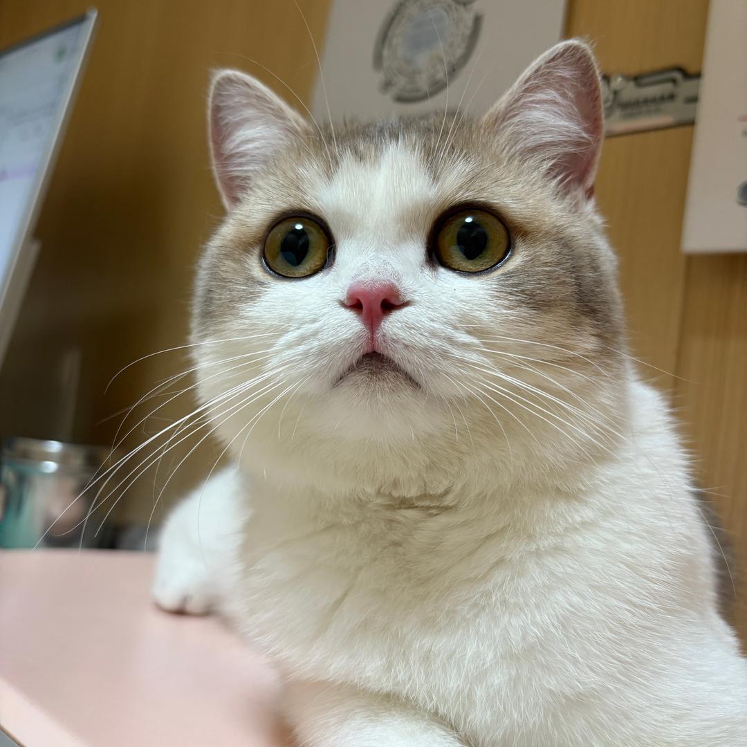 姐不会吹口哨