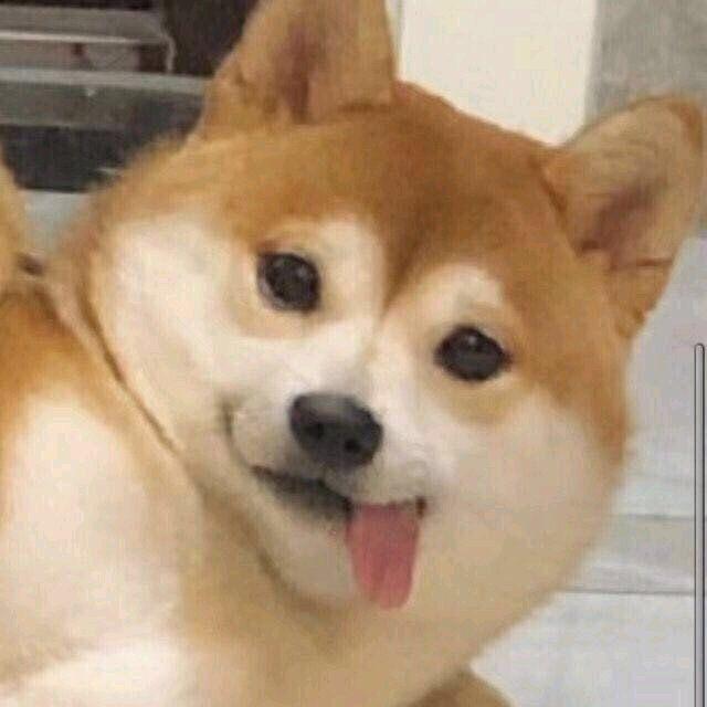 柴糕糕