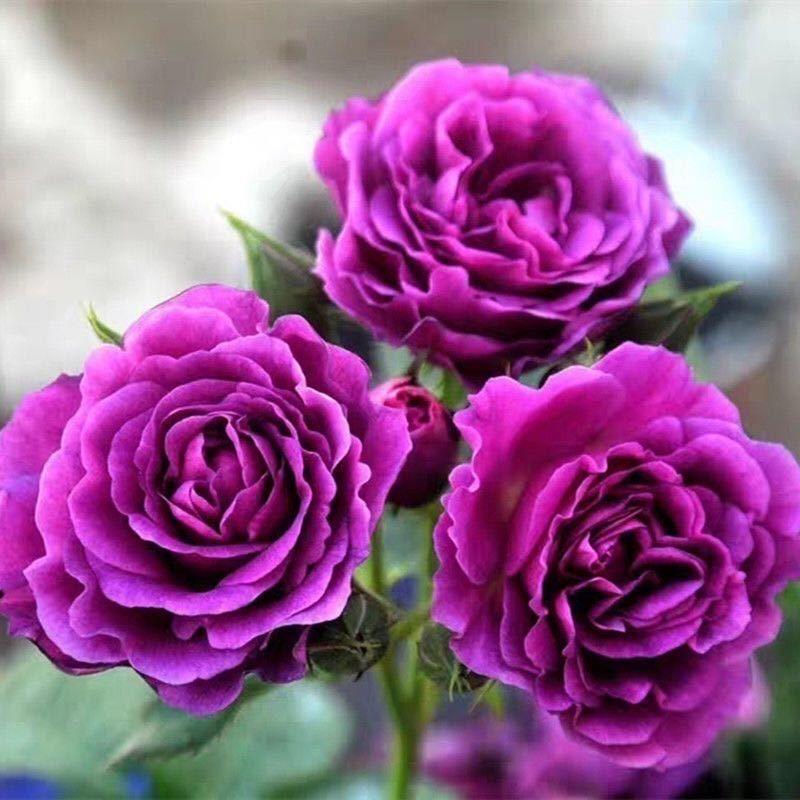 曼溪花卉园艺场