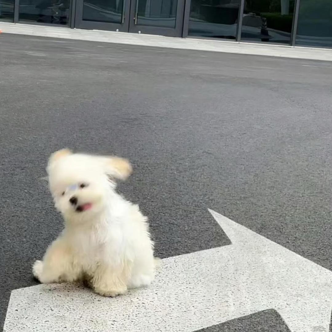遥知不是🦉