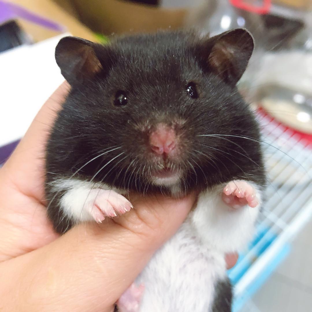 SDD桐乡煜豐奢侈品上门回收