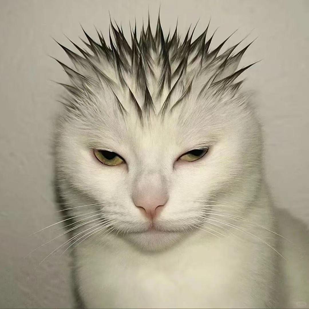 失眠n