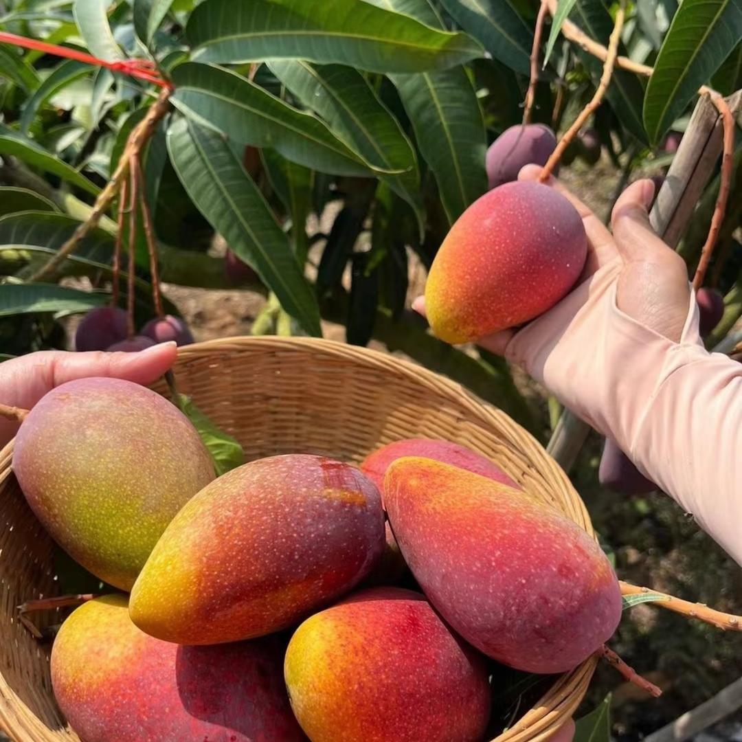 助力乡村 鲜果专场