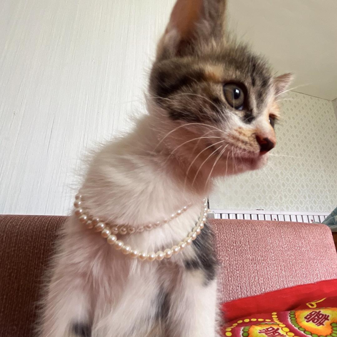樱桃在这里🐱