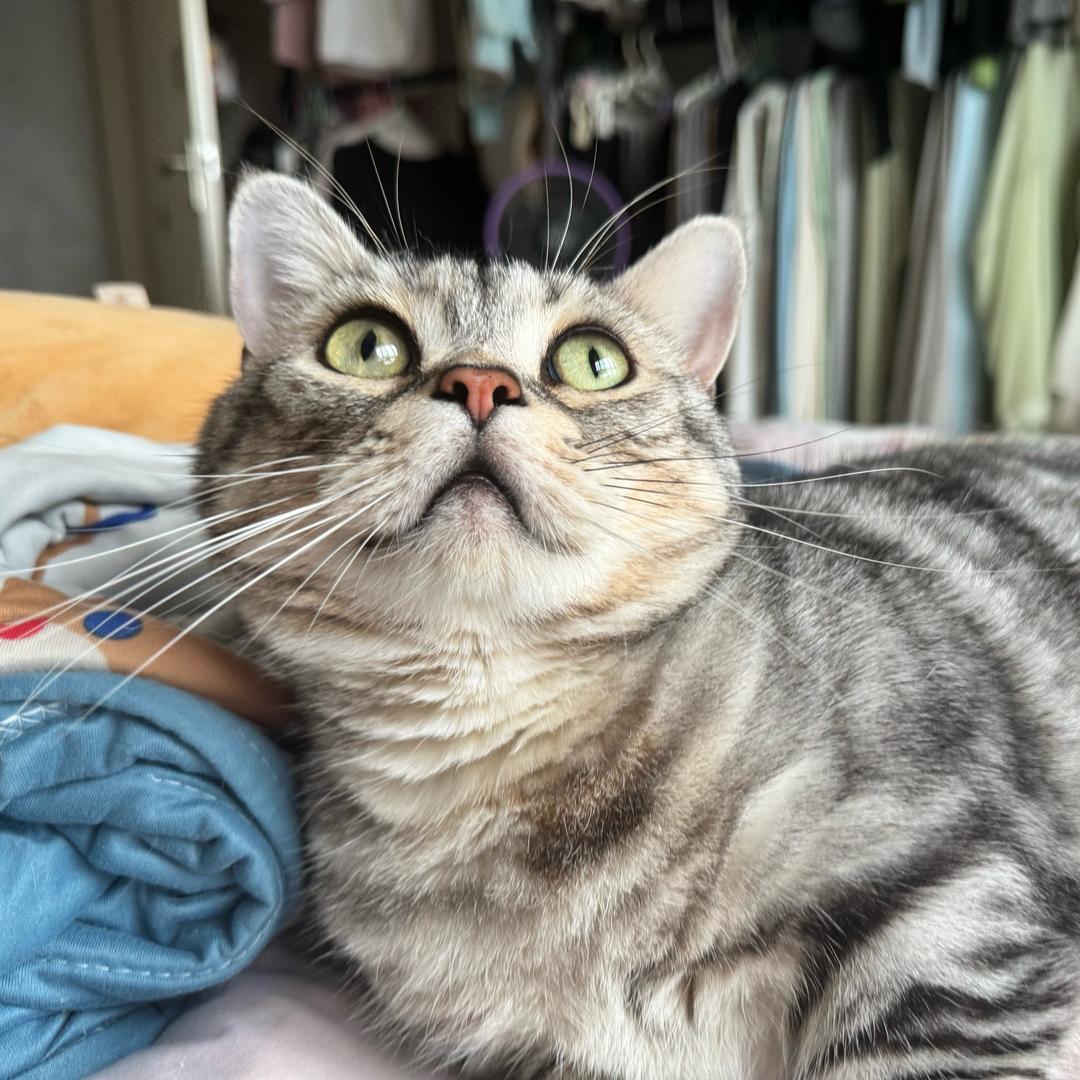 狗蛋是只猫