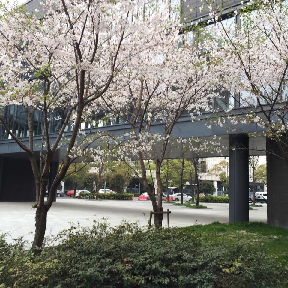 香水百合