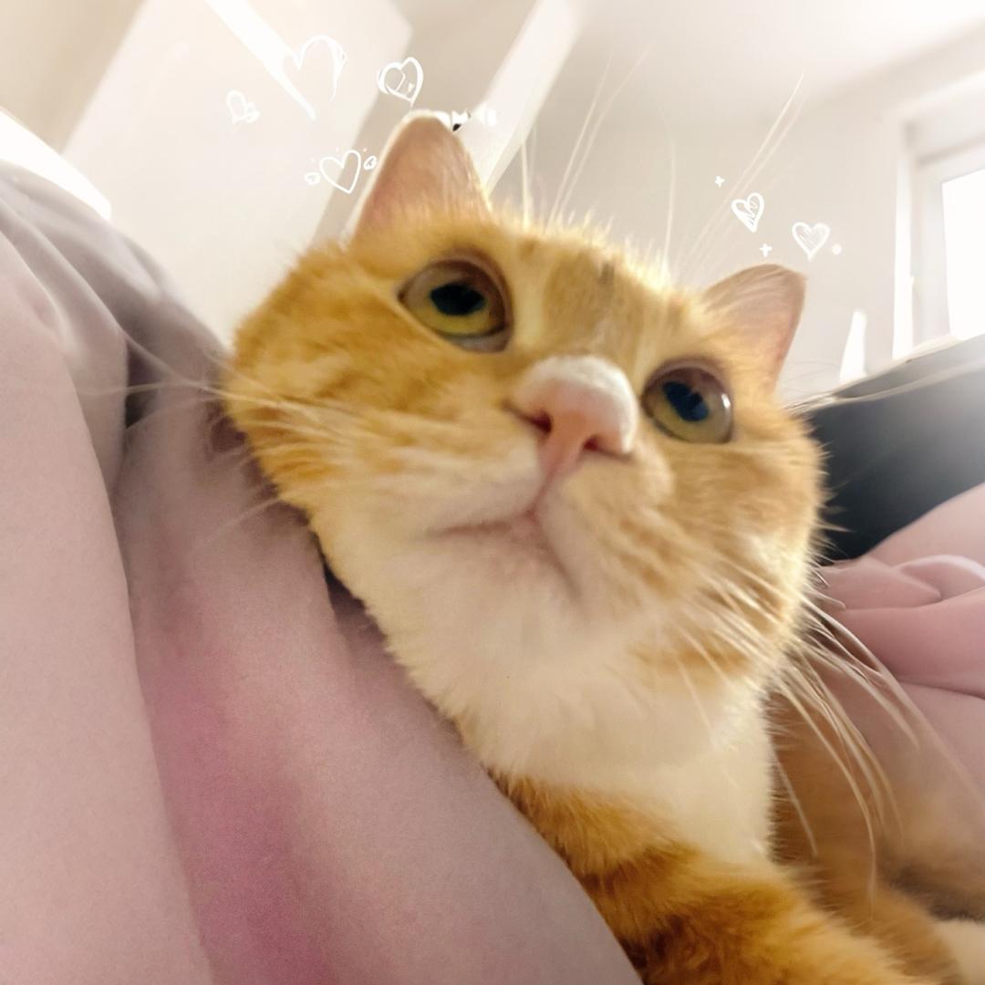 小小石榴蛋😼