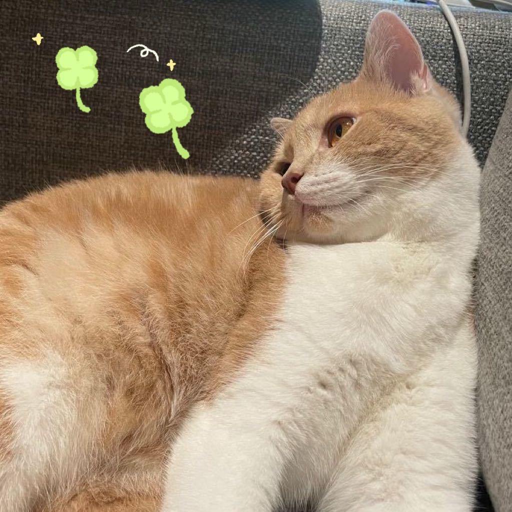 一只梨子_Lily姨