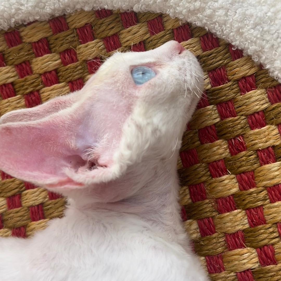 库里ᕙ(⇀‸↼‵‵)ᕗ