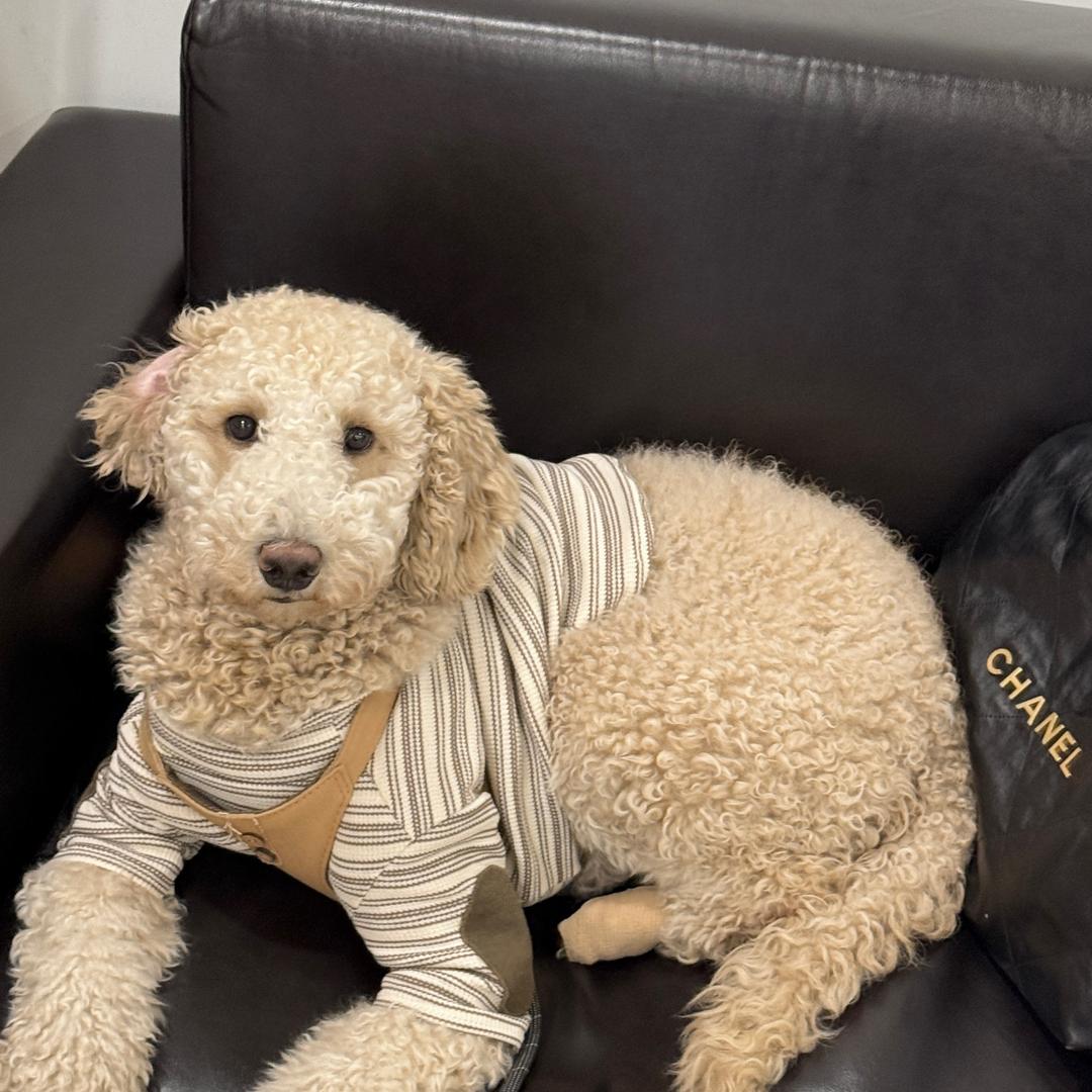 小小屁的精神世界