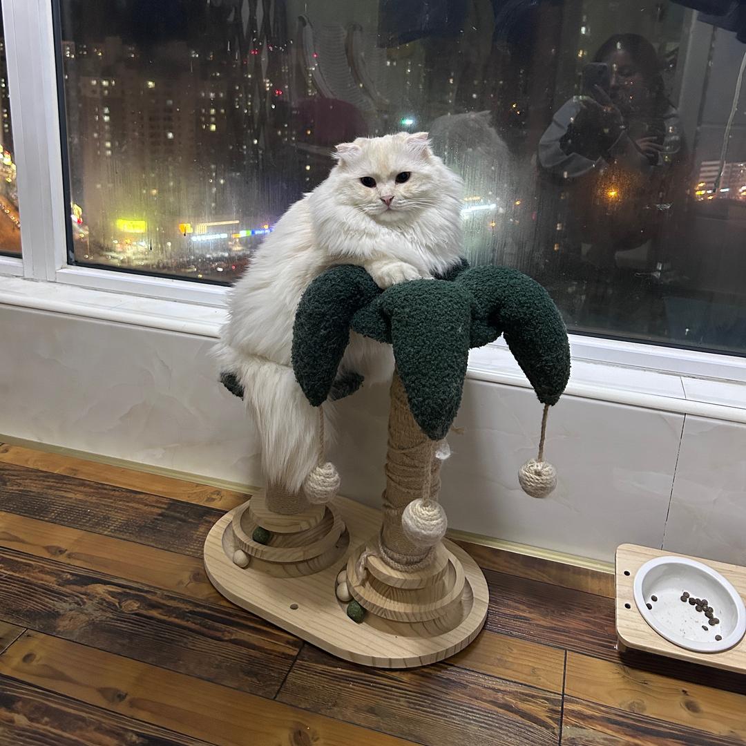 鱼仔i