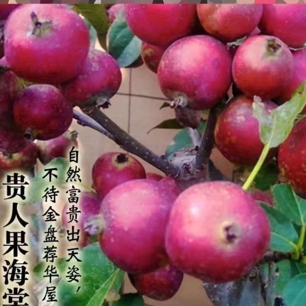 晟鑫竹苗商贸中心楠楠园林盆景