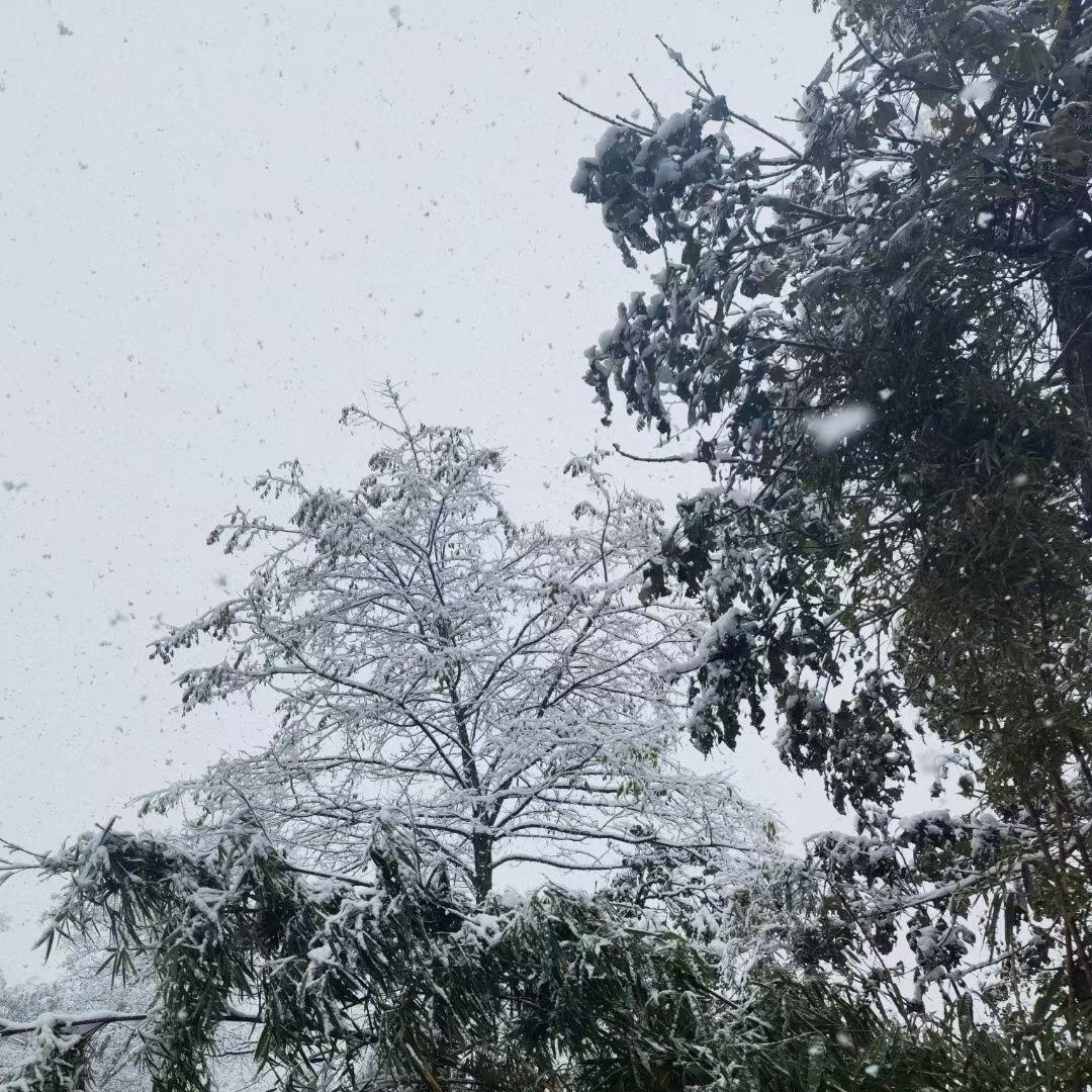 阿轲轲