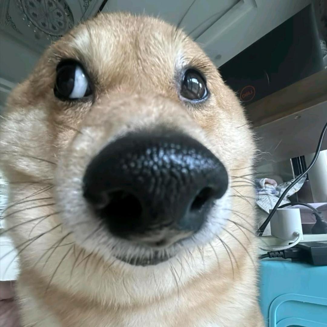 我嘞个骚超