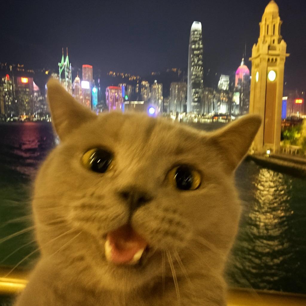 贪吃的蛋卷🐱