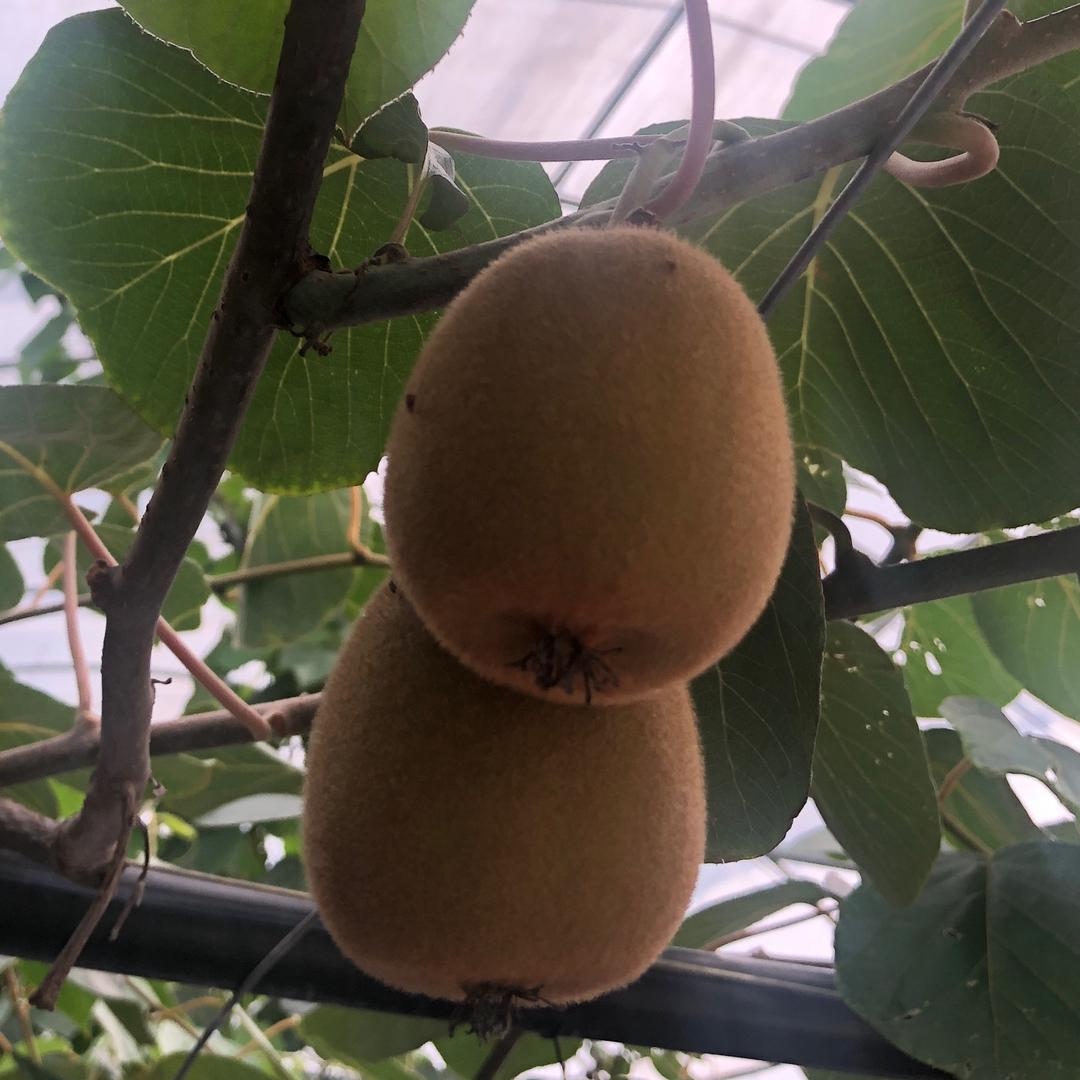 颜小城