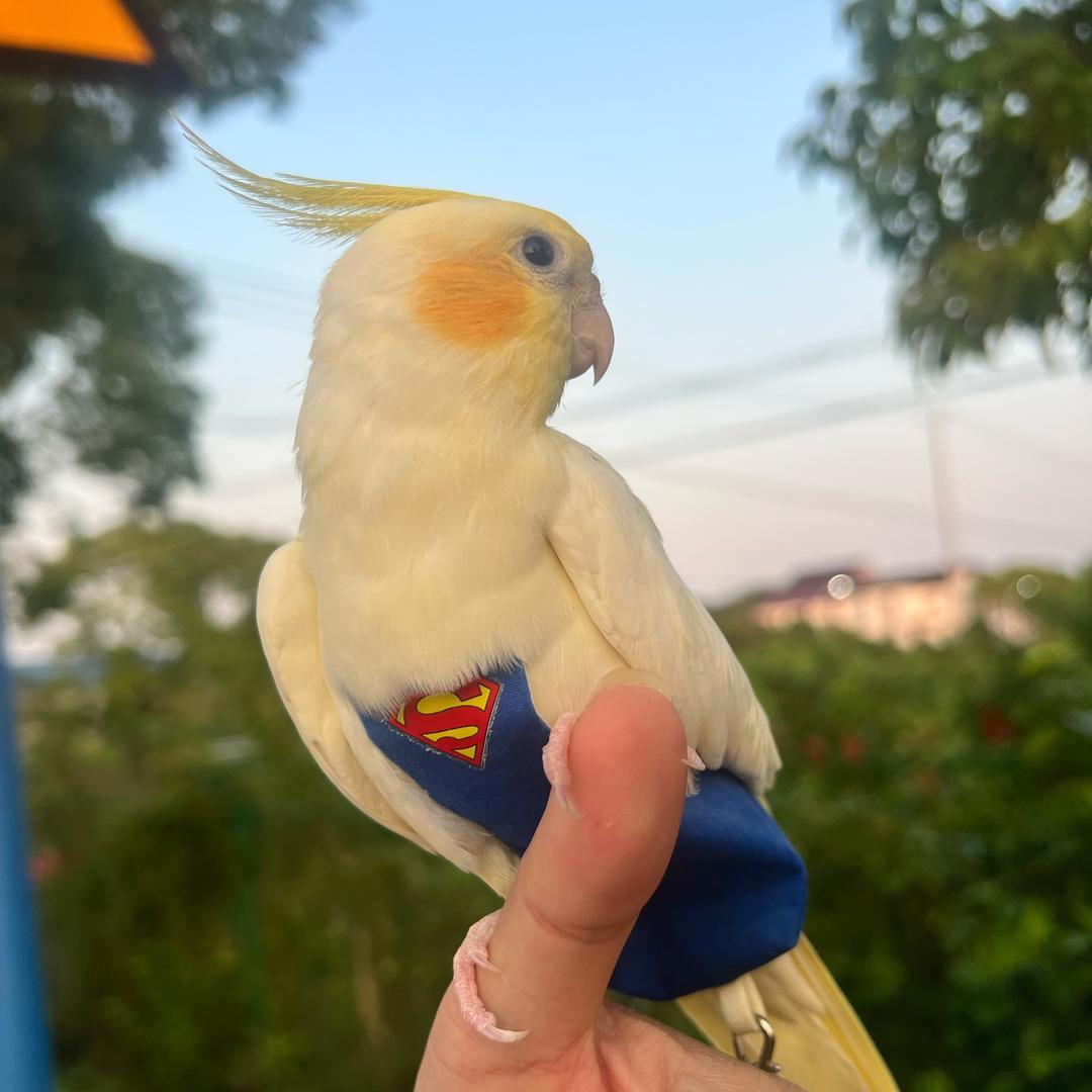 阿奇