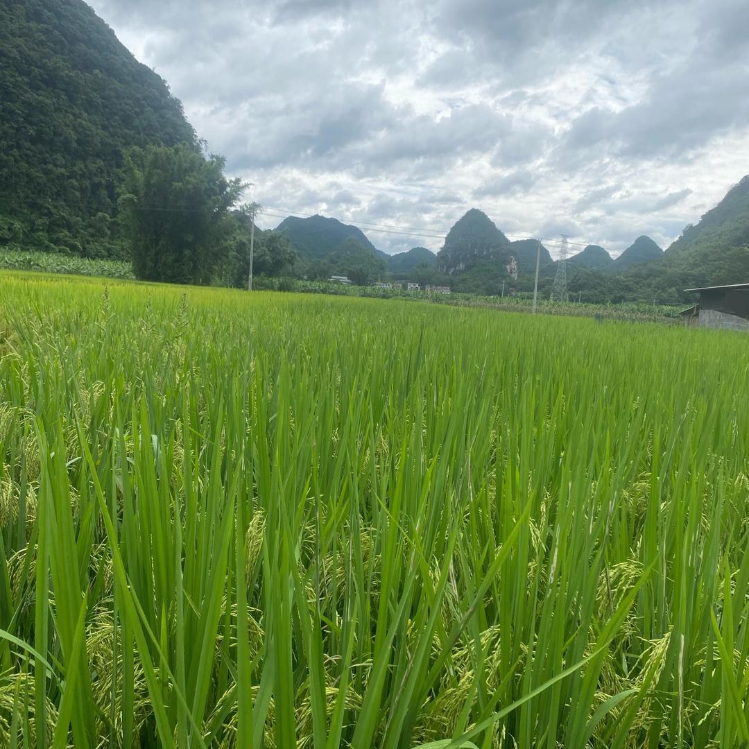 芒果姐姐