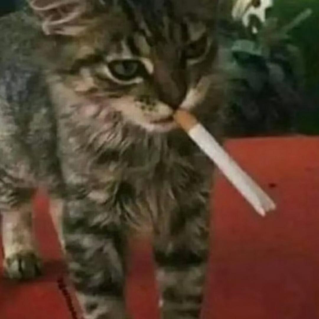 堇