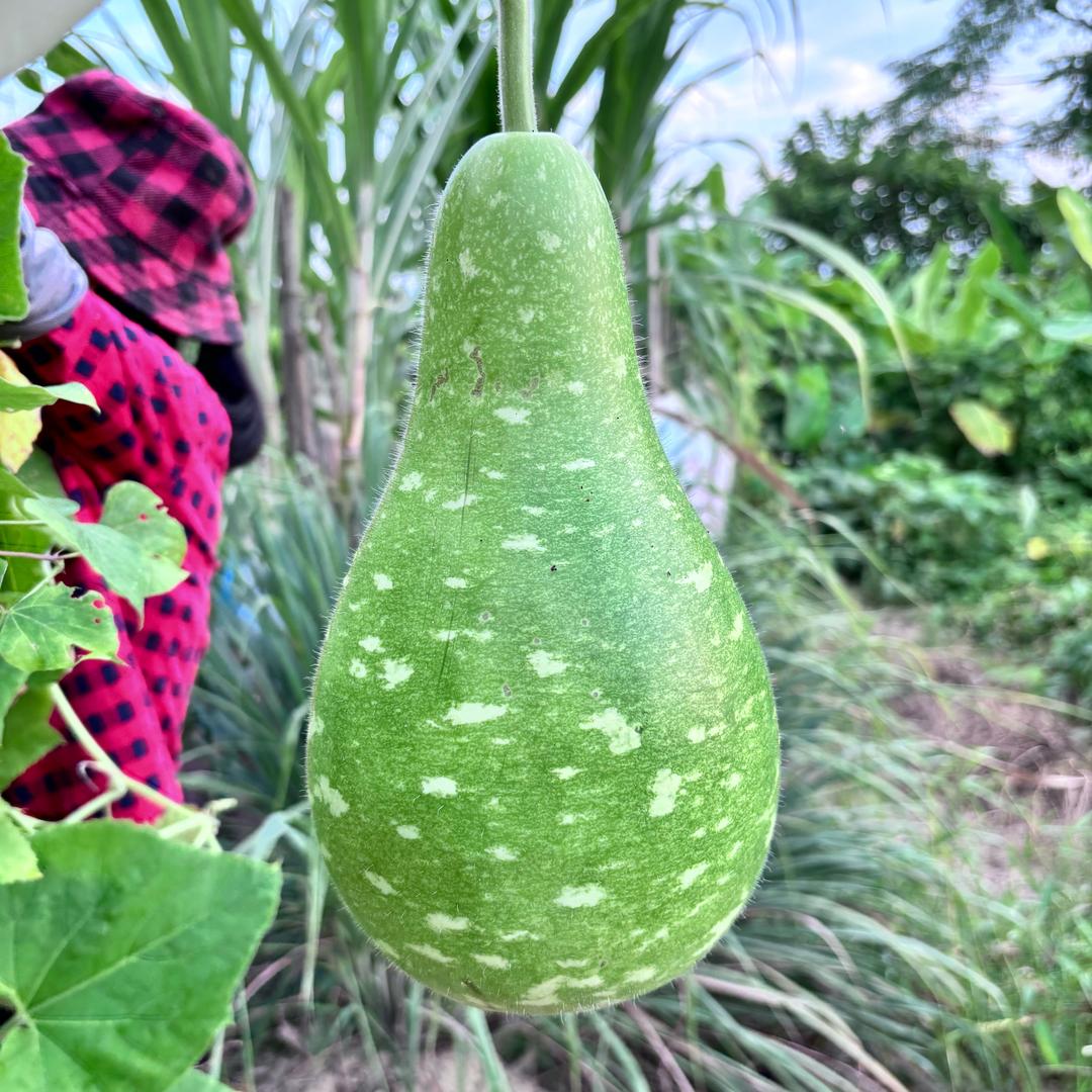红豆园艺