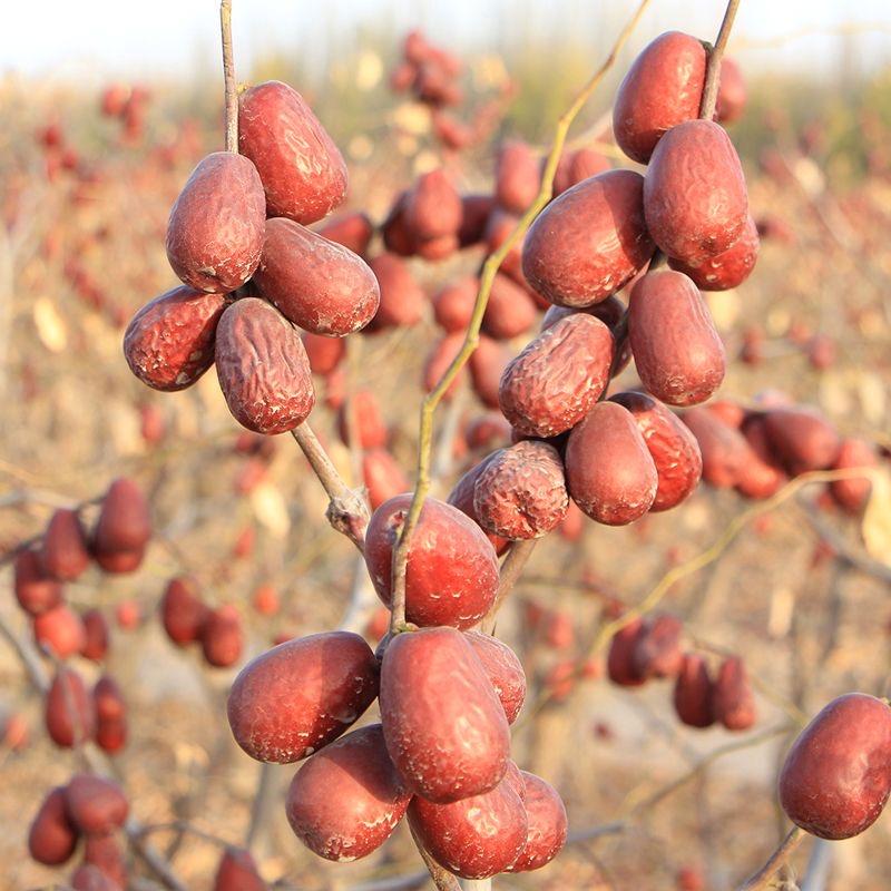 千和甄选【新疆和田大枣】