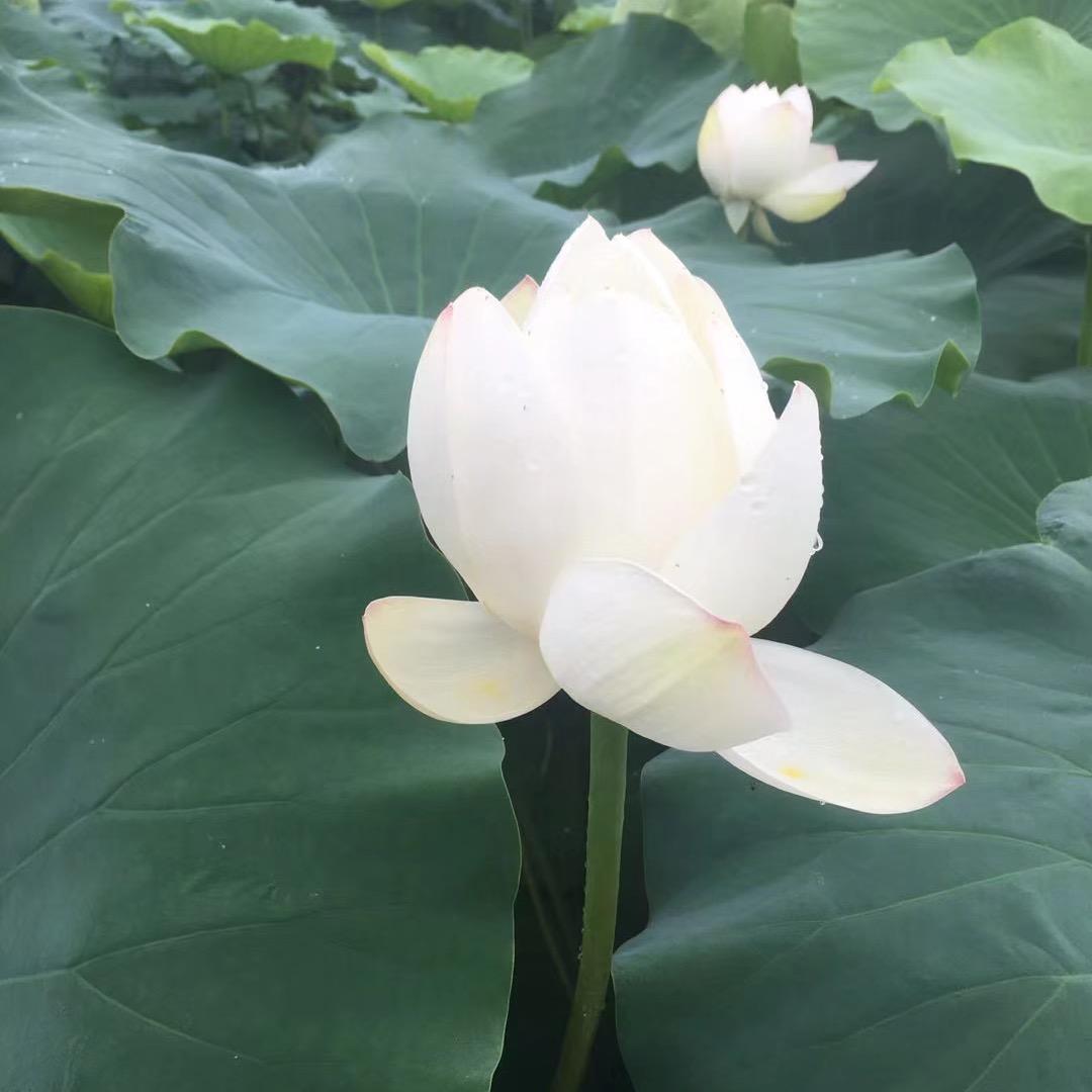英英