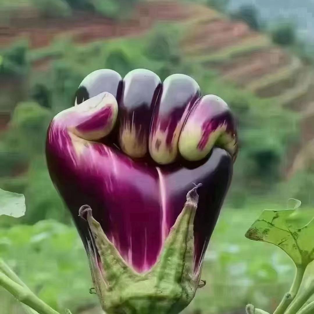 善磊甄选