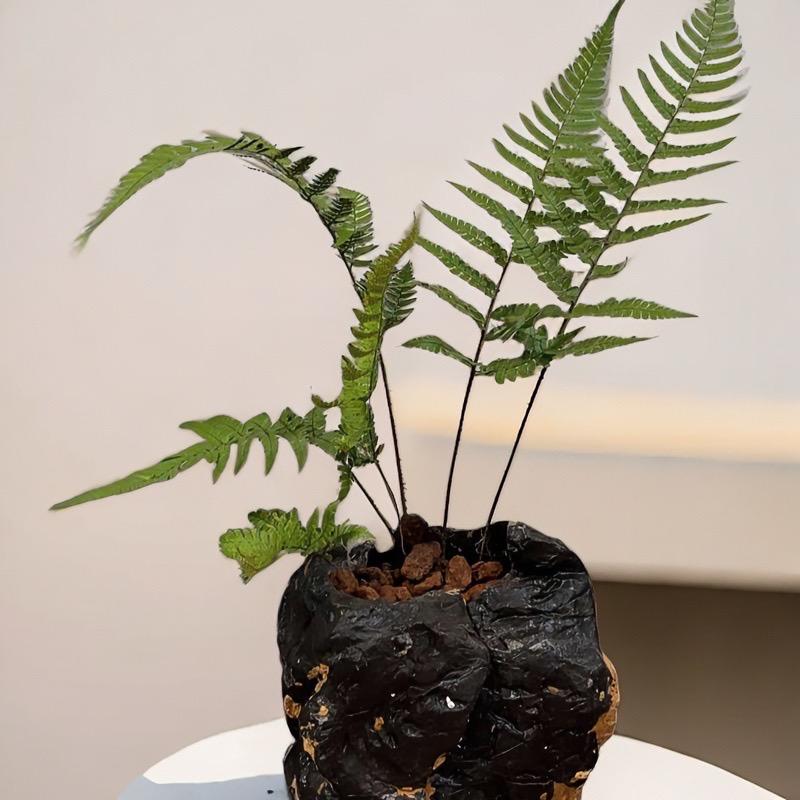 晓玄石艺（奇石花盆鱼缸）