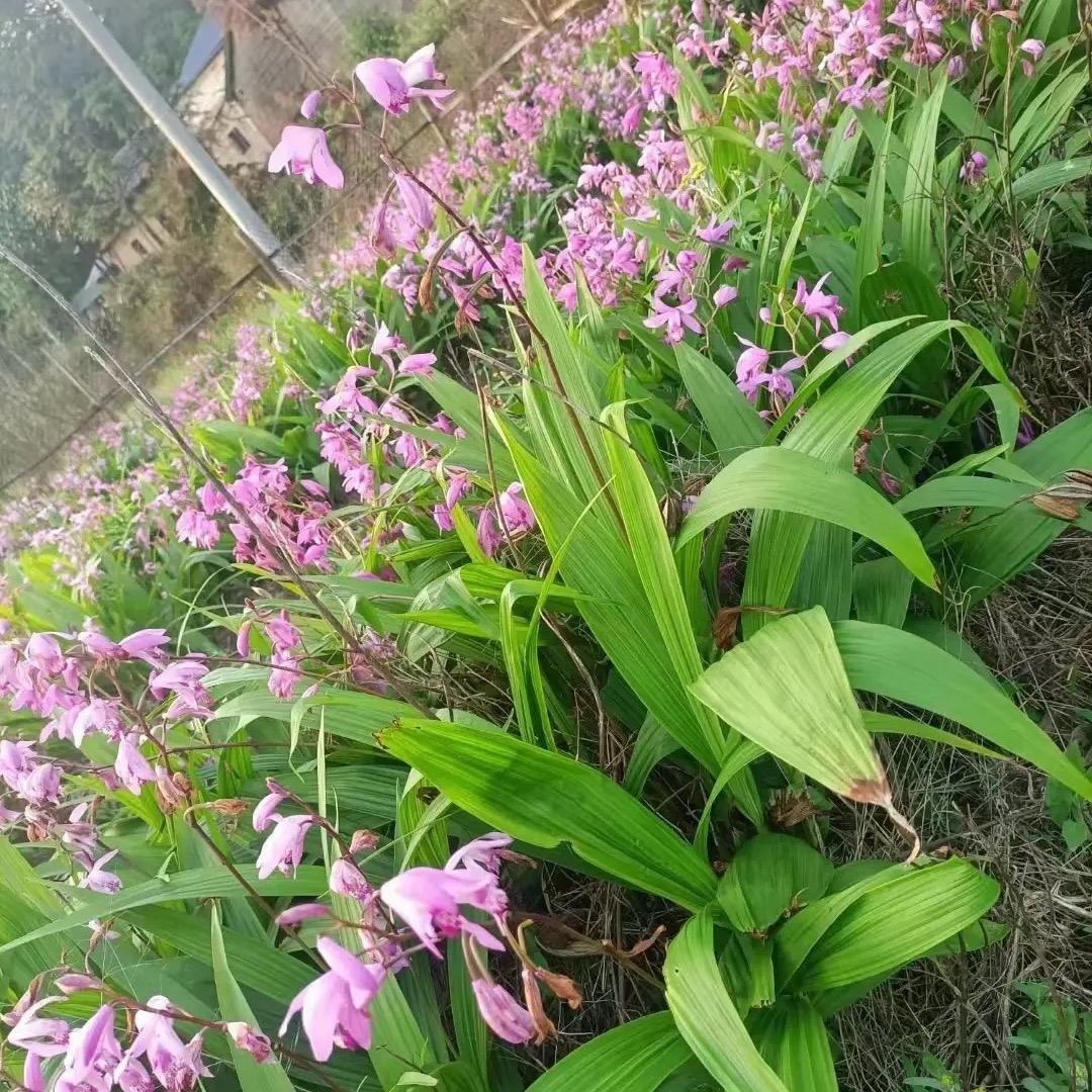 药材种植小黄