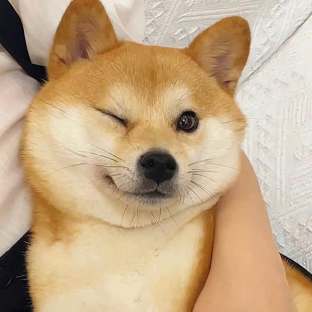 二狗　　   　　　　　　　　　🪳