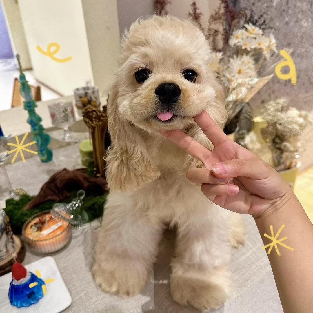 宁波咕咚波迪宠物馆