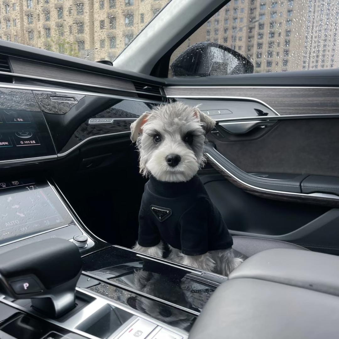 小琪的豪车租赁日记