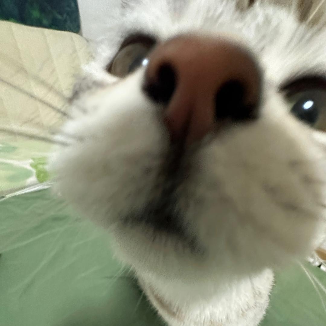 糕冷呸呸