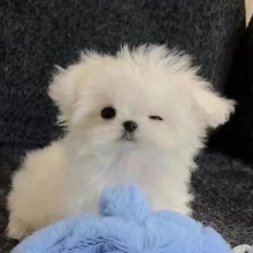 可可·