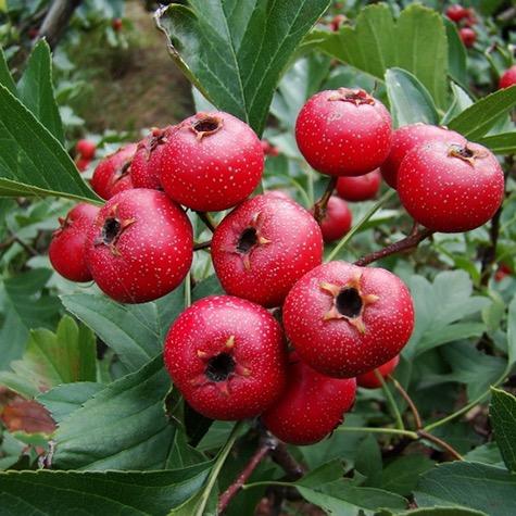 山里红（拾起自己）