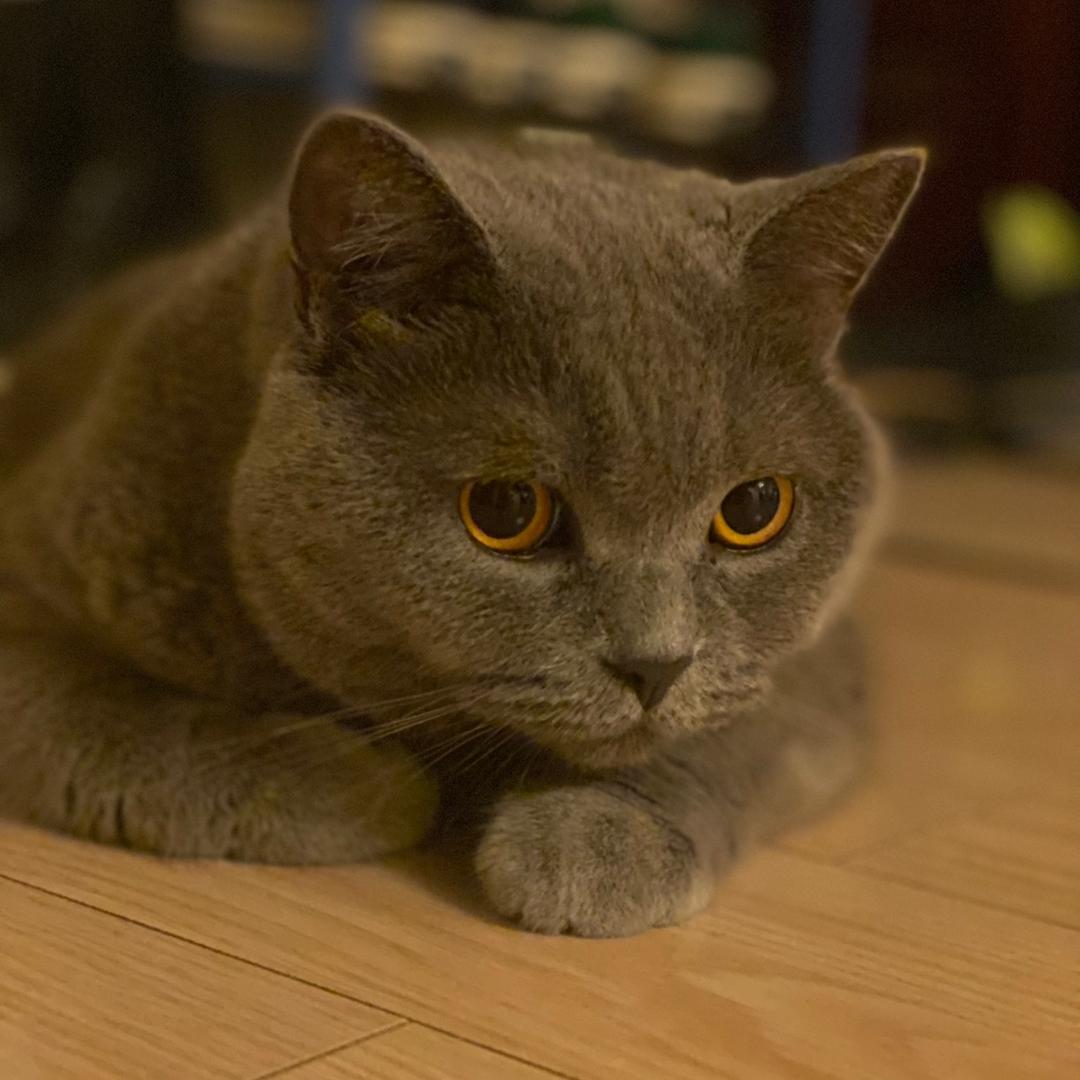 鱼子酱