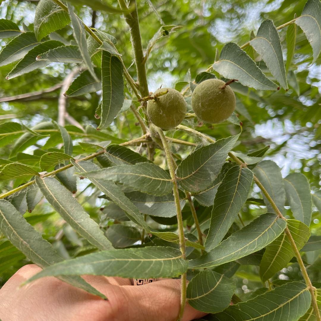 丙丁火猴头（文玩超市）