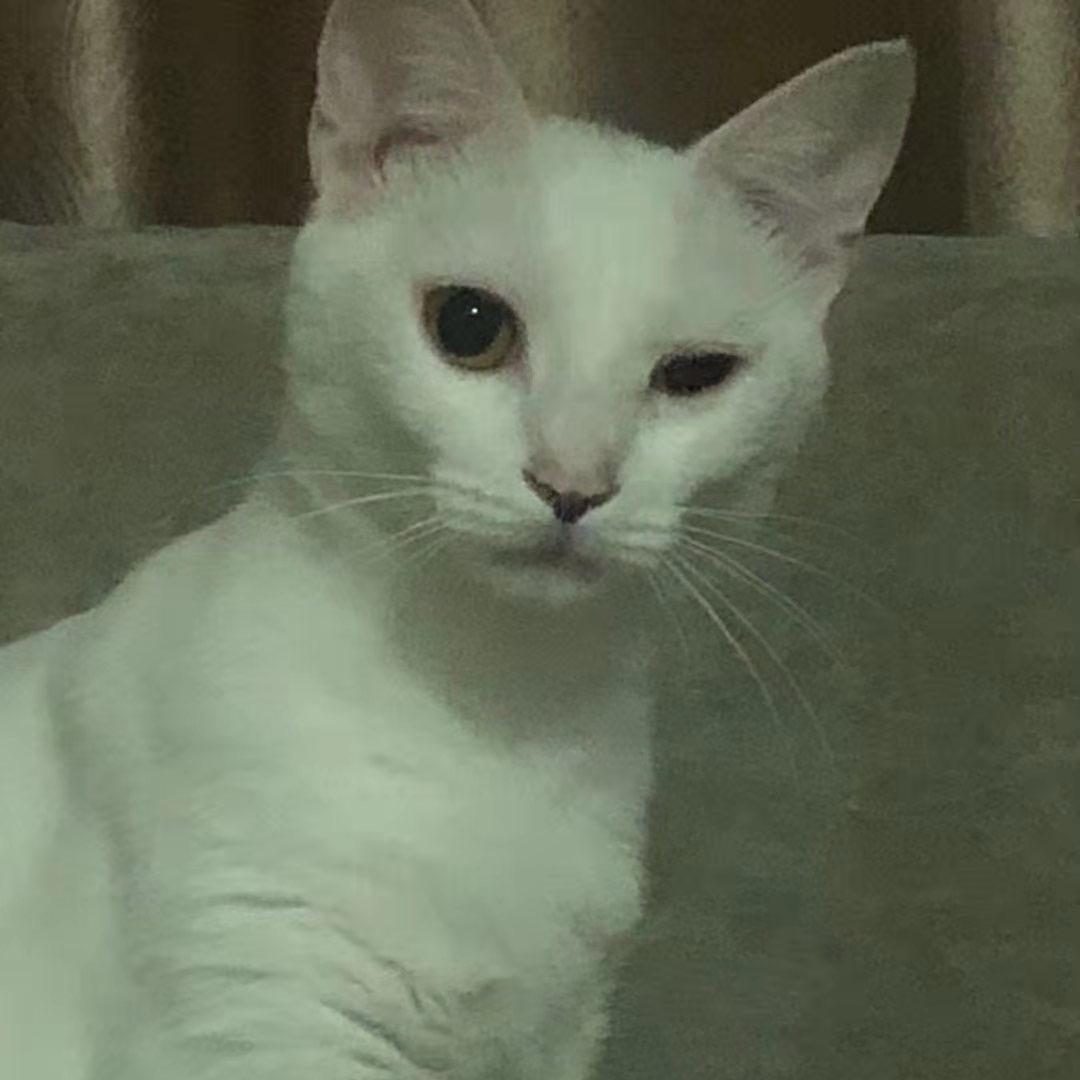 田一点