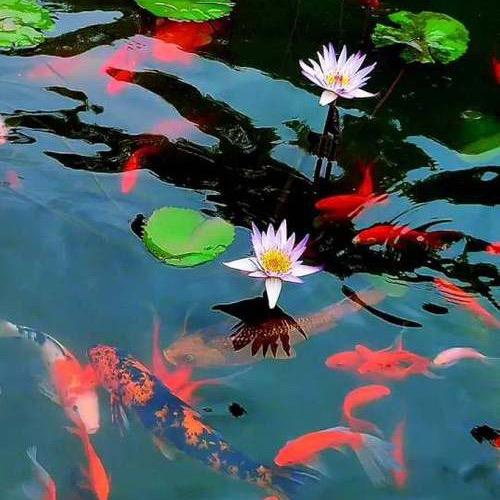 小鱼儿～